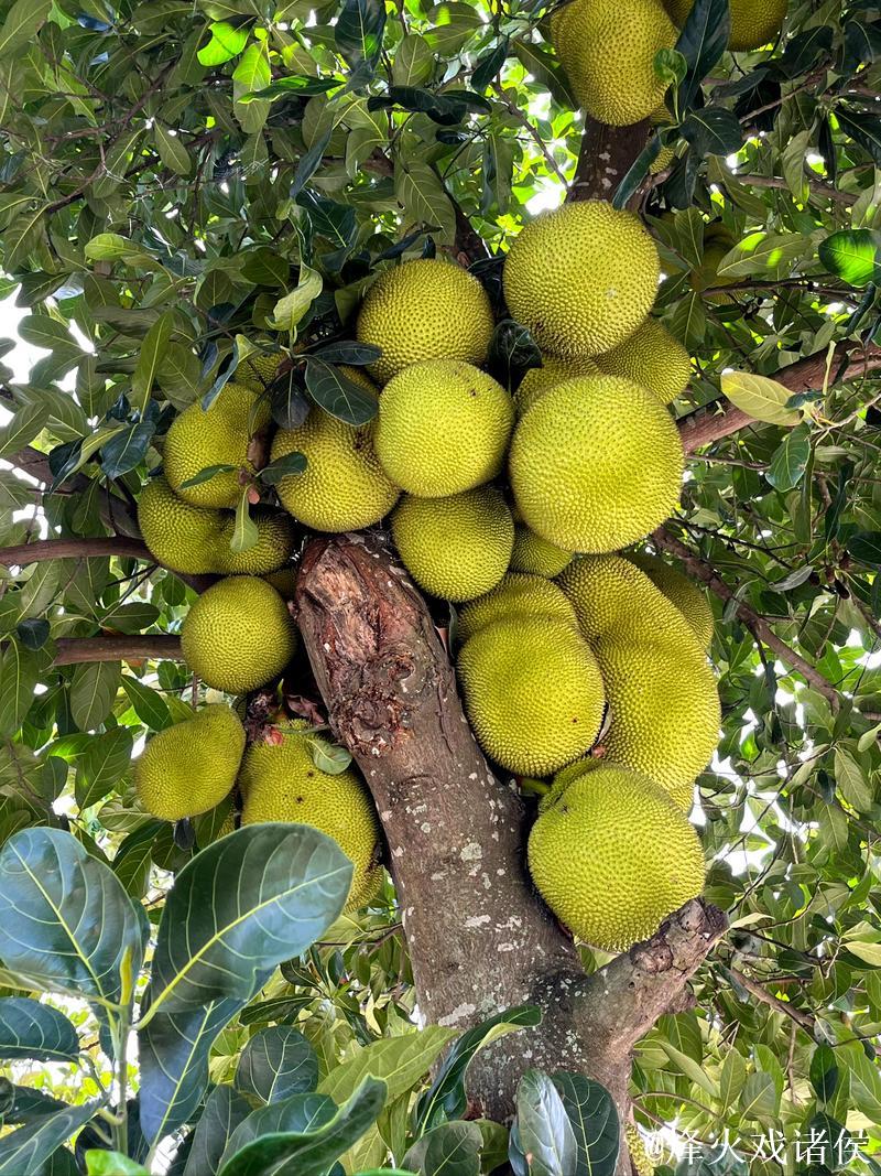 探索国内精品自在自线菠萝蜜视频的魅力 探索国内精品自在自线菠萝蜜视频的魅力